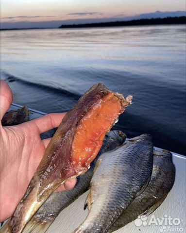 Вобла Астраханская