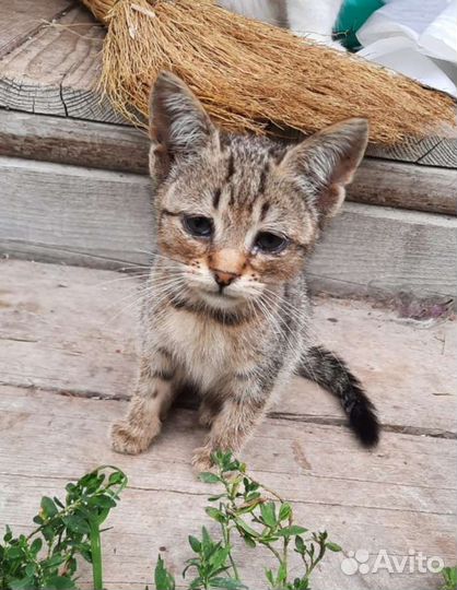 Котята-девчата в добрые руки
