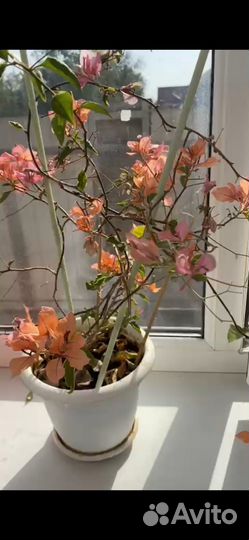 Бугенвиллия цветущая