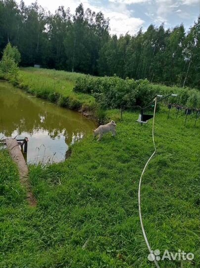 Западносибирская лайка