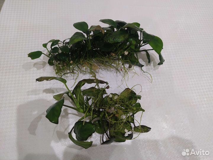 Аквариумное растение Анубиас