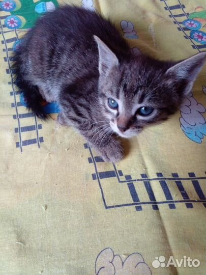 Котята