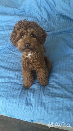 Вязка собак