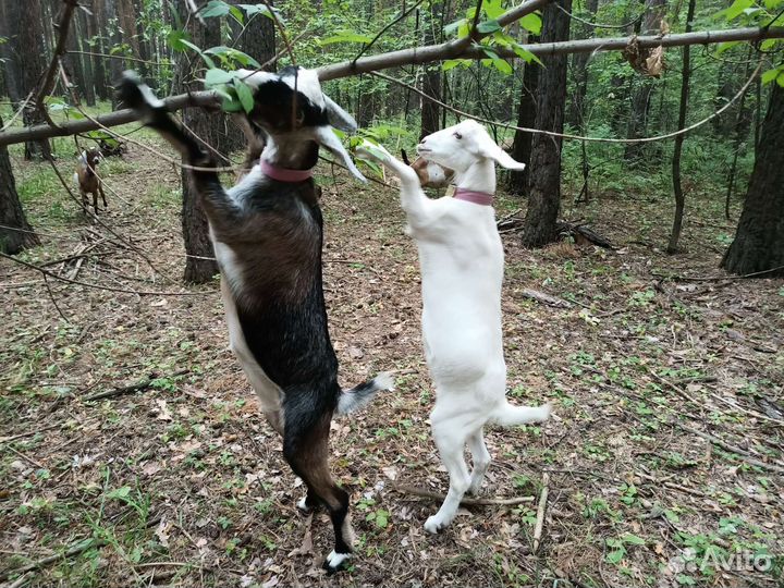 Козье молоко домашнее