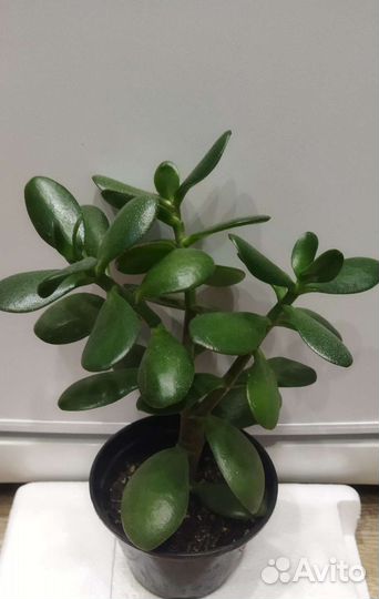 Толстянка, кактусы, эустома