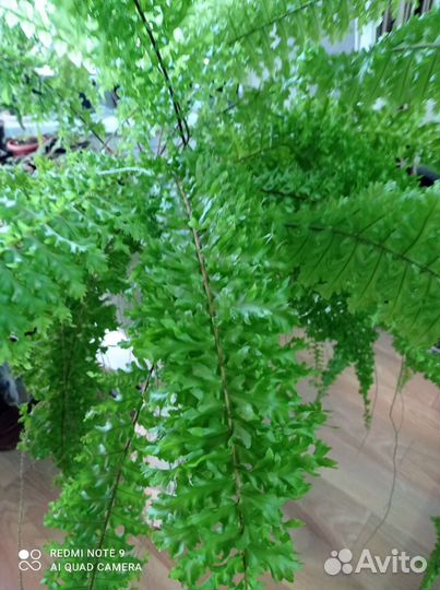 Папоротник волнистый