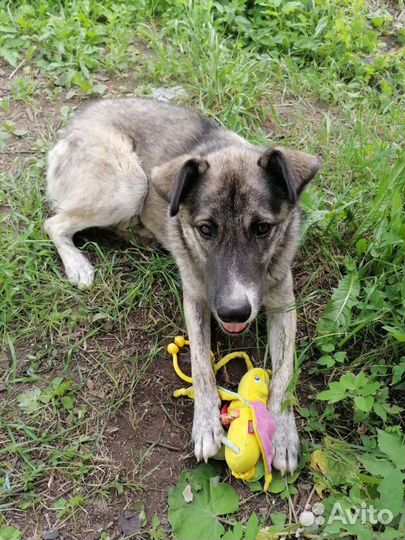 Собака в добрые руки отдам бесплатно