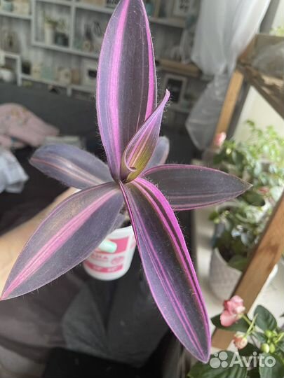 Комнатные цветы