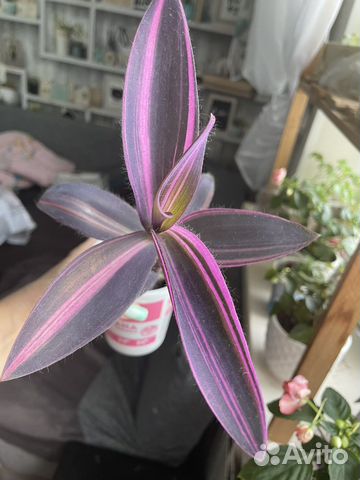 Комнатные цветы