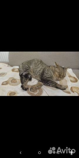 Кот в добрые руки