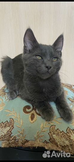 Спасённый котёнок ищет дом