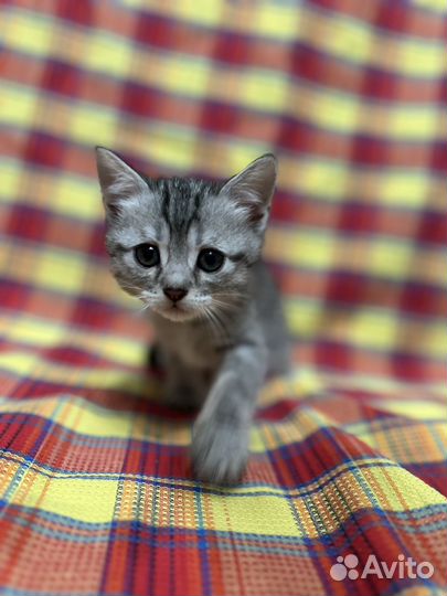 Котята шотландцы