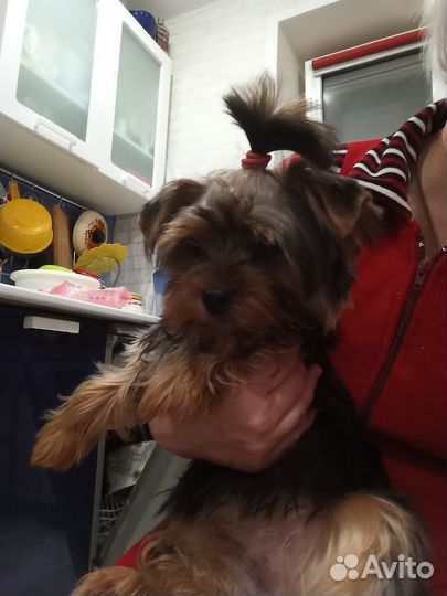 Йоркширский терьер мини девочка