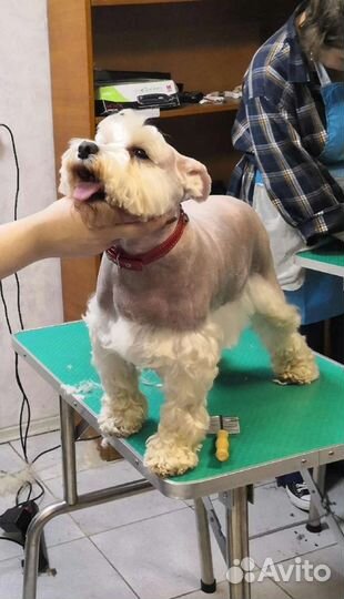 Стрижка собак и кошек