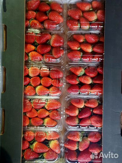 Клубника свежая ягода оптом