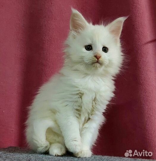 Кошечка мейн-кун