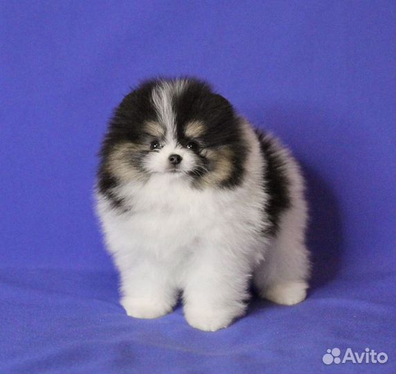 Померанский шпиц, триколорная девочка