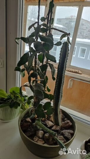 Кактусы и суккуленты