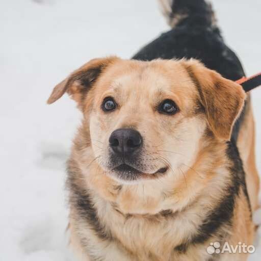 Собака в добрые руки отдам бесплатно