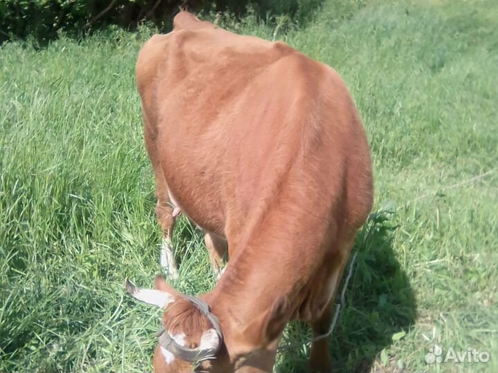 Хочу продать кому нибудь на корову или на мясо