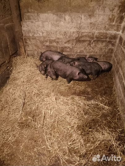 Ветнамские поросята