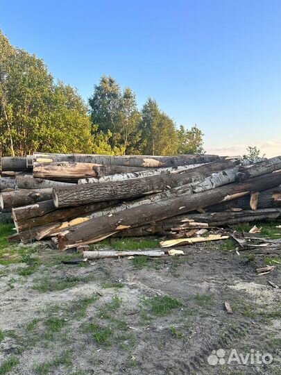 Лес кругляк осина