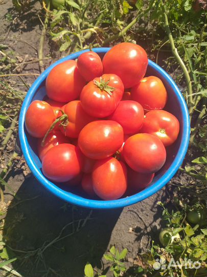 Помидоры домашние