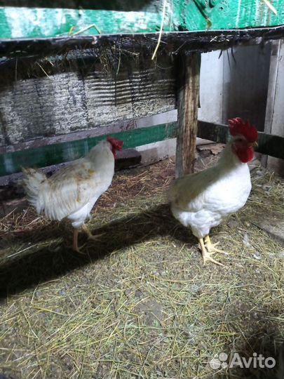 Продам молодых петушков