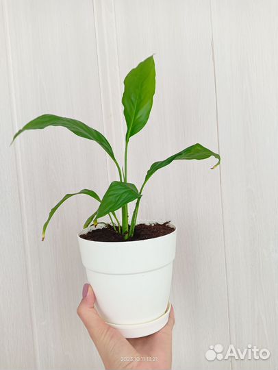 Спатифиллум в кашпо