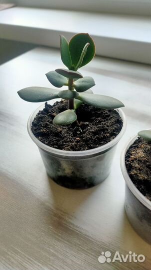 Суккуленты