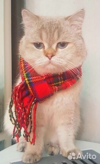 Кот на вязку