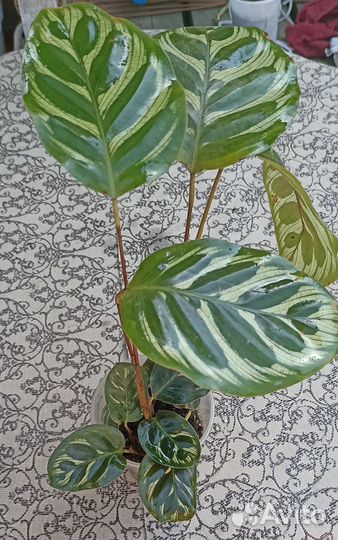 Декоративнолиственные