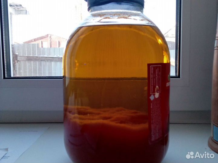 Винный гриб