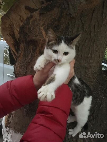 Котенок в добрые руки