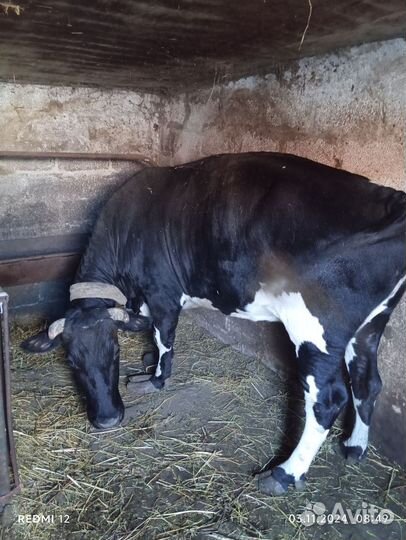 Корова дойная