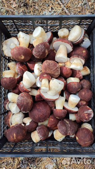 Белые грибы