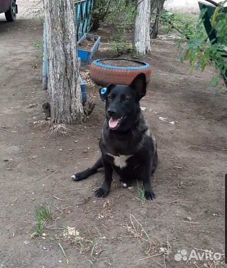 Собака, которая не лает