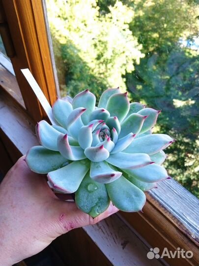 Хавортии, суккуленты