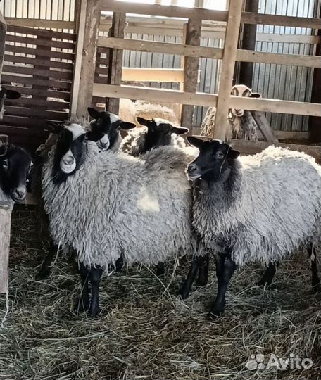 Овцы бараны