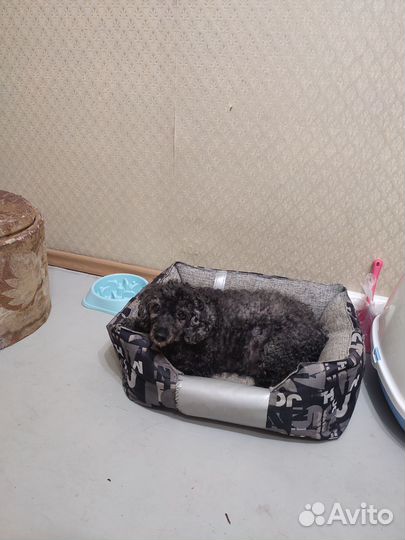 Передержка животных