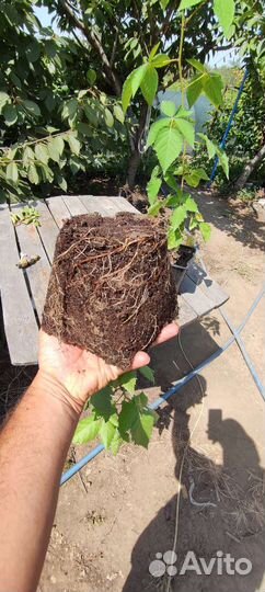 Саженцы ежевики