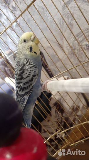 Волнистый попугай с клеткой
