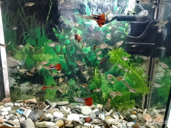 Красивые гуппи
