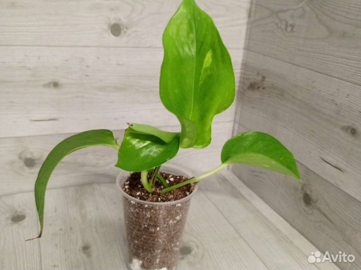 Эппипремнум Мосток золотистый срезом