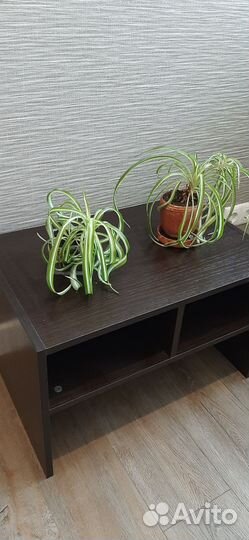 Хлорофитум кудрявый