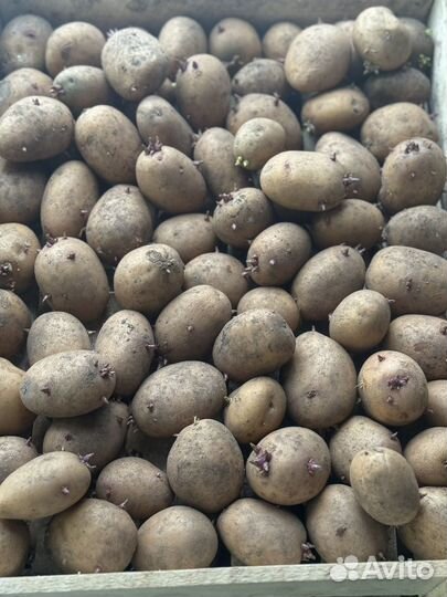 Семенной картофель