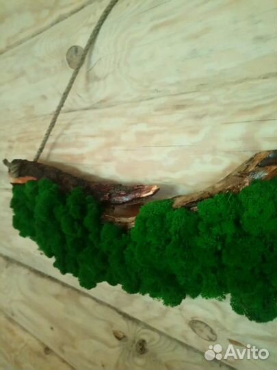 Слэб ивы с стабилизированным мхом