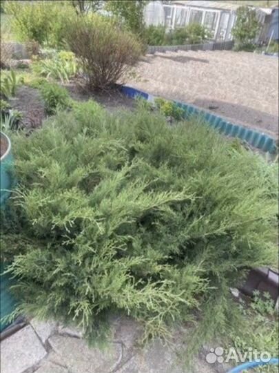 Можжевельник