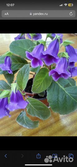 Глоксиния тидея