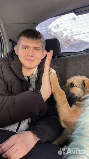 Зоотакси